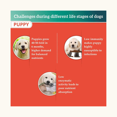 Himalaya Chicken & Rice Healthy Pet Puppy Dry Food -1.2Kg